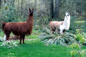 About Llama Canada