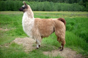 Join Llama Canada