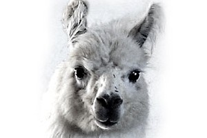 Llama Canada Links