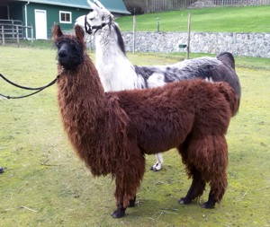 Llama Care