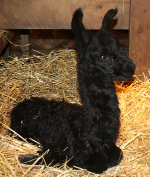 Llama Cria