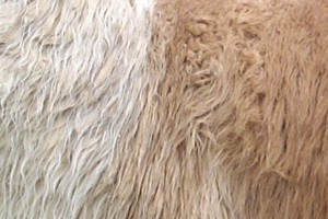 Llama Fibre