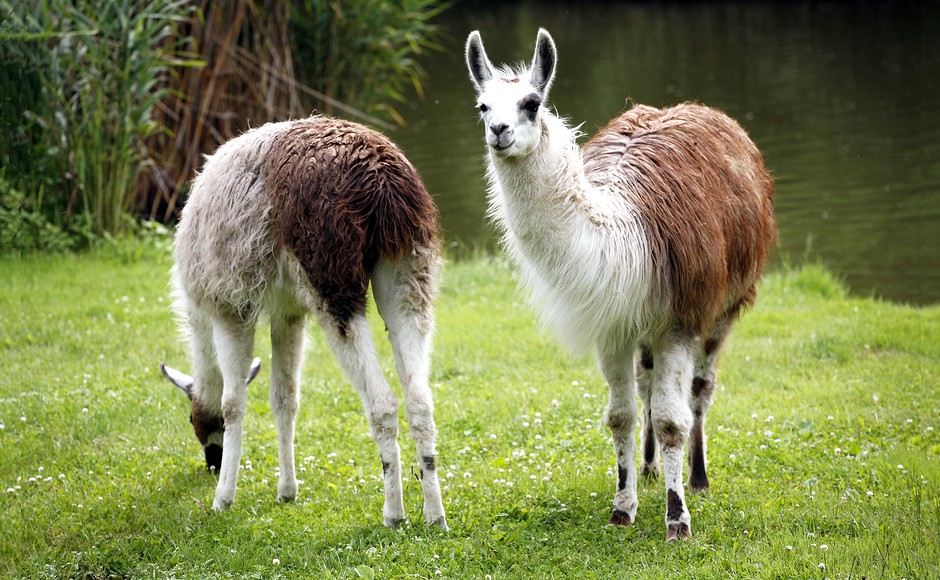 Llamas